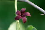 Maroon Carolina milkvine